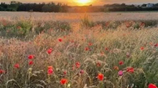 Huse i Grenaa - billede 1
