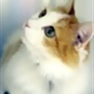 Hej!<br />Jeg er en kvinde på 39, med et åbnet sind, en kreativ sjæl, og en fredelig, kastret han...